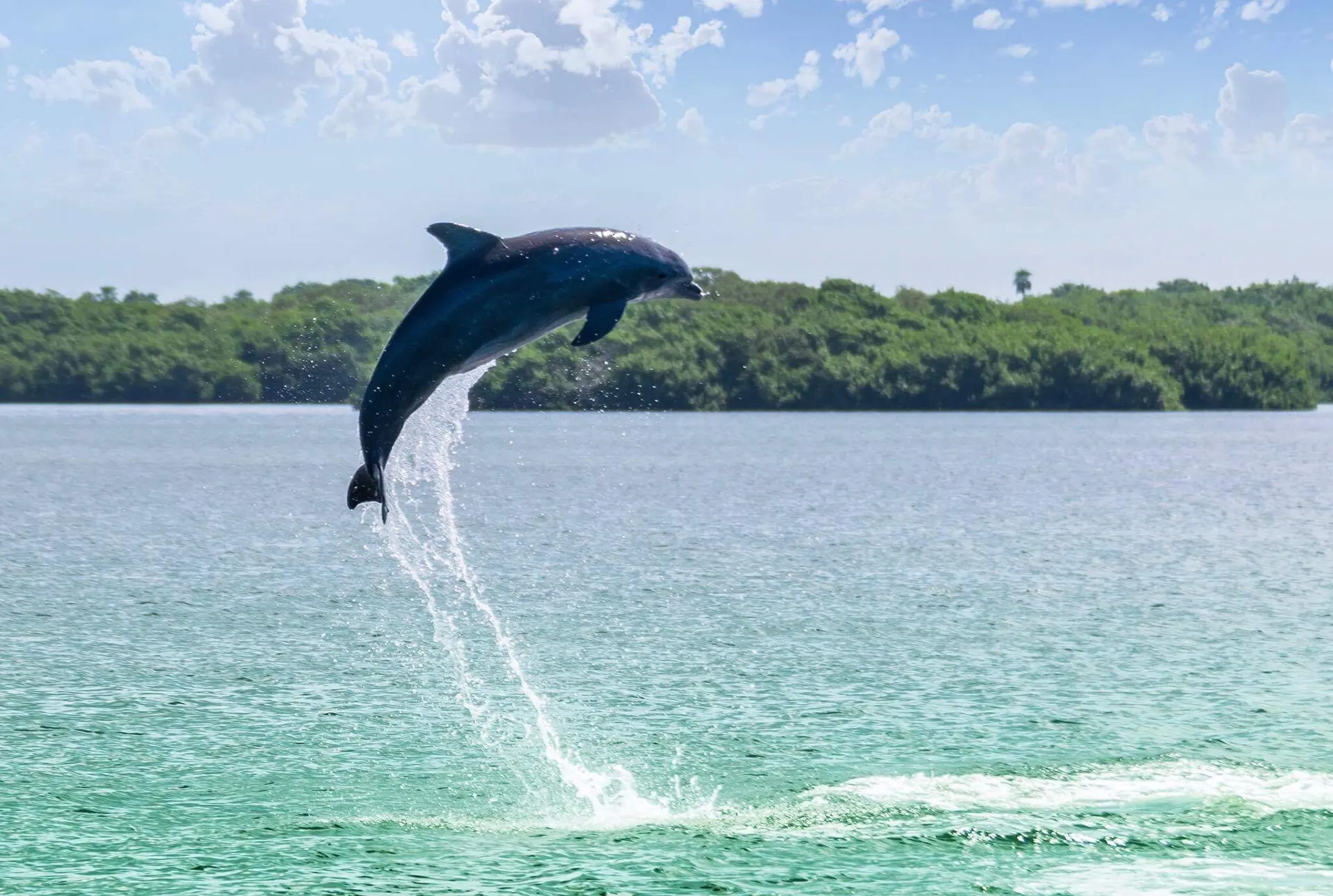 Dolphin Tours