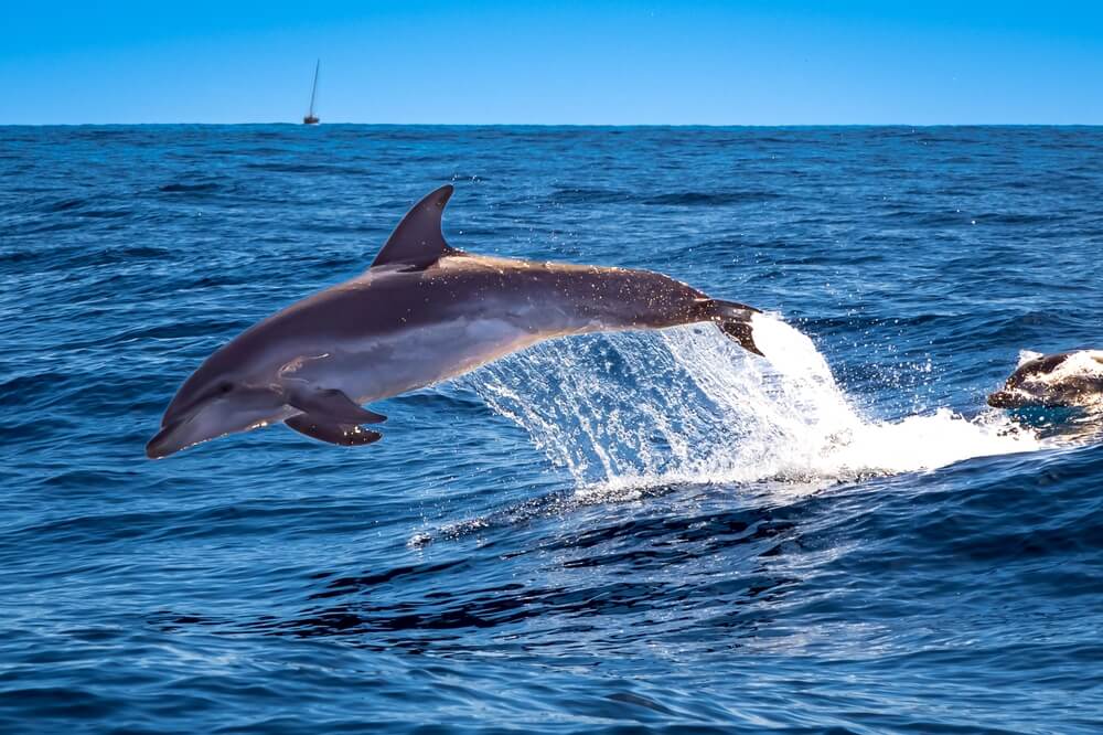 Go Exploring on Anna Maria Island Dolphin Tours