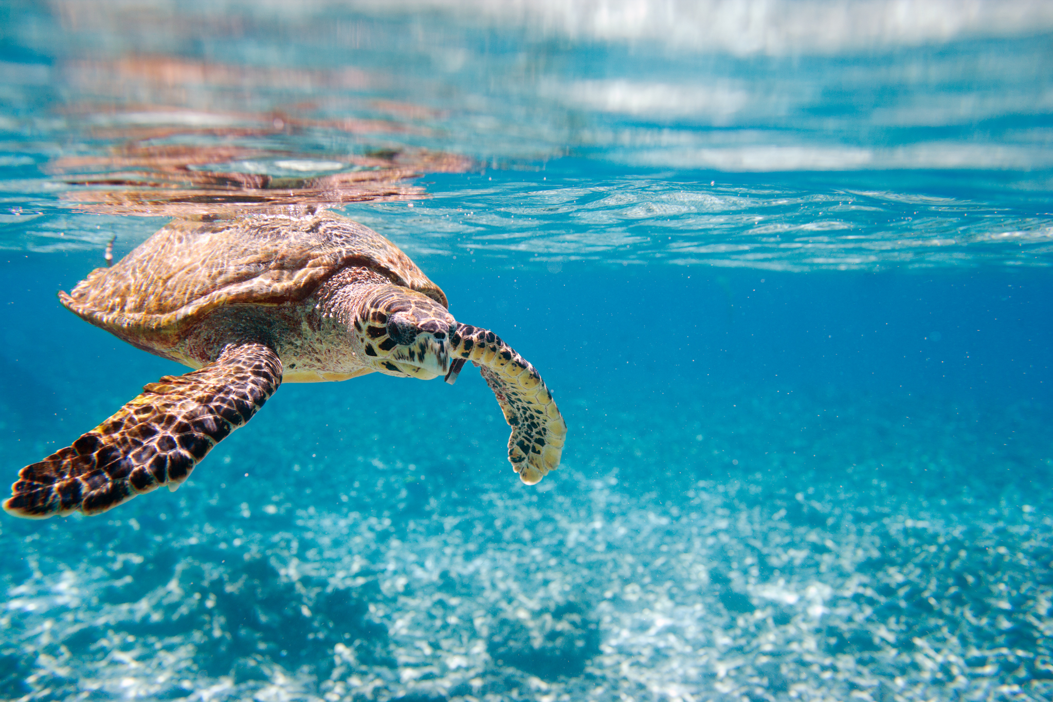 Sea Turtle Awareness Along Florida’s Gulf Coast